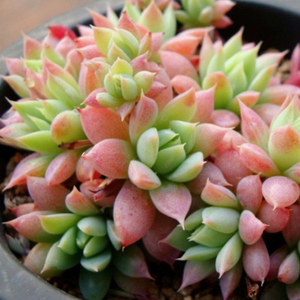 蔓莲特价多肉植物组合盆栽绿植防辐射办公室内阳台防辐射满额包邮