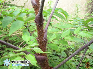 野生正宗红楤木根老虎刺红刺筒刺茎楤木根鸟不踏200克30元