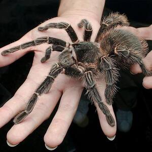 大蜘蛛宠物巴西所罗门幼体1-8cm小可爱新手入门温顺巨型爬行宠物