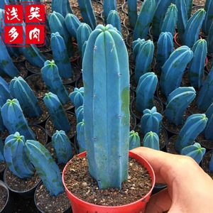 【神龙木】沙漠多肉区植物蓝色仙人柱室内盆栽花仙人球防辐射包邮