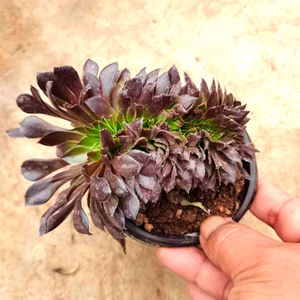 高端精品法师黑红铜壶缀化室内桌面花卉盆栽一物一拍多肉植物