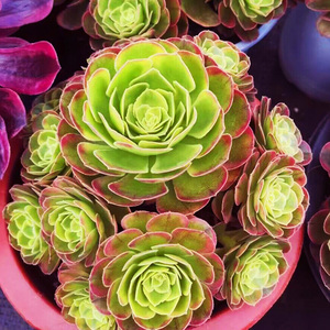 万圣节奶白锦高端法师锦多肉植物稀有趣味室内阳台桌面花卉盆栽