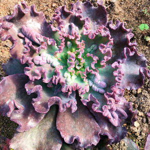 多肉植物 克罗萨 火山女神 带瘤子一物一拍法国皇后包菜群生老桩