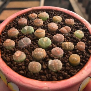 丁丁多肉植物园 生石花橄榄玉混合小苗番杏科拼盘