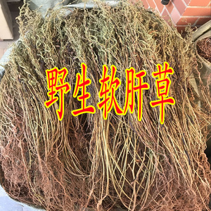 软肝草野 中草药 软肝草 铁甲草 益肝草 500克包邮广西中药材生
