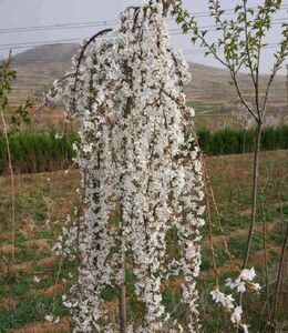 雪喷泉垂枝樱花树苗*枝垂樱早樱可地栽盆景盆栽庭院别墅阳台花园