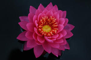 山莓 睡莲花苗水生水培植物花卉丰花开花机器大花鱼池水池庭院园