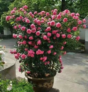 粉达月季