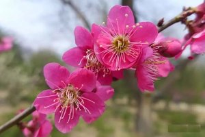 红千鸟 梅花树苗春红梅朱砂庭院花园阳台盆景盆栽素材