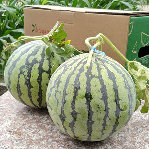 上海南汇8424西瓜【2只】黑籽原苗麒麟瓜现摘现发新鲜水果头茬瓜