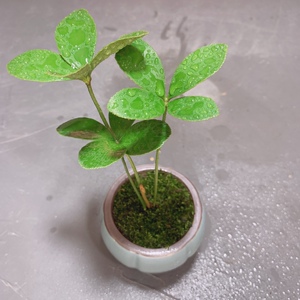 墨西哥铁树四叶草幸运草办公室书房茶桌室内桌面迷你日式绿植盆栽