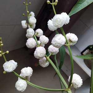 慈姑挺水茨姑重瓣花慈菇日本茨菰苗水芙蓉种水生花卉植物室内慈菰