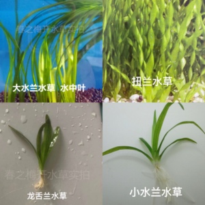 大水兰水草