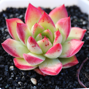 梦幻女王多肉植物一物一拍稀有贵货韩国进口月影系杂交