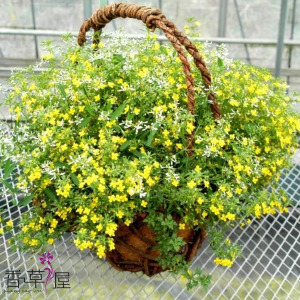 小短裙 黄色哈密瓜 スコパリア 多年生耐热 花坛 盆栽植物