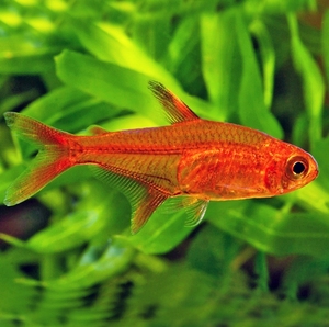 喷火灯淡水鱼小型热带观赏鱼草缸群游火焰灯鱼宠物鱼活体包活包邮