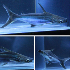 鲨鱼活鱼成吉思汗鲨小蓝鲨观赏鱼宠物淡水苗白化鲨稀有冷水鱼dd