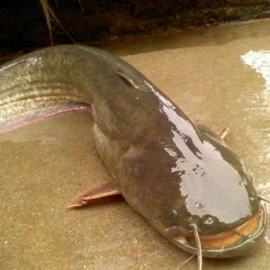 巨型鲶鱼苗南方大口鲶淡水养殖鱼苗活体池塘河水小溪大型鲶鱼【3