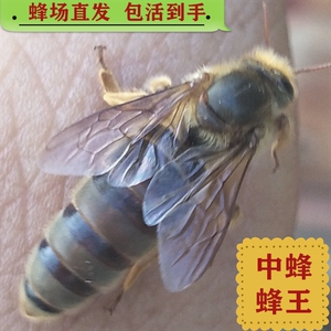 东北黑蜂种蜂王饶河原种纯种东北黑蜂意蜂产卵王新王意蜂种王蜂群
