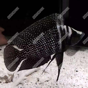 三湖慈鲷 野生黑喷虎