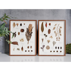 植物标本装饰画 挂画干花相框摆件种子玻璃盒ins复古森系简约风格
