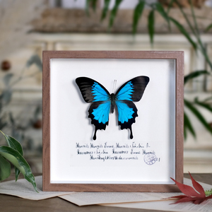 蝴蝶标本干花相框昆虫标本挂画简约欧式田园风格森系摆件创意礼物