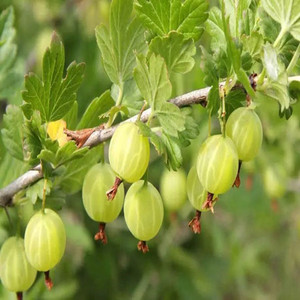 东北 灯笼果新鲜 鹅梅醋栗开胃水果绿酸子粒灯笼果醋栗果500g包邮