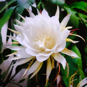 昙花种苗 月下美人琼花耐阴绿植花卉植物阳台盆栽好养易活 满包邮