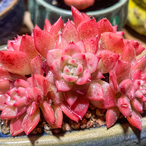 精品韩货景天多肉ak玛利亚单头群生状态好萌老桩一物一拍芸滔花坊