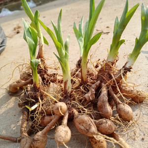 野生黄花菜苗根种植苗食用金针菜忘忧草萱草四季种植5年壮苗包活