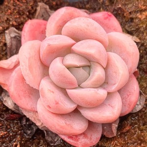 00vincent58淘宝雪媚娘多肉植物绿野仙踪春季秋季冬季阳台庭院家庭