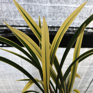 兰花苗带花苞春节开花黄金日向兰花金边叶艺阳台客厅好养易活