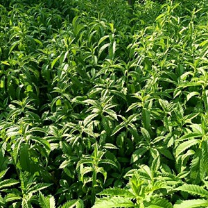 天麻种植苗药材苗纯生苗种苗地笋野生天麻苗夫麻苗天麻蒴果