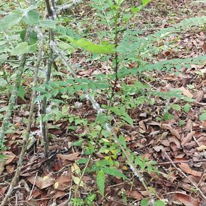 降龙树苗簕棁降龙木土花椒 鸡翅木根部鸡符挡鸡枯挡鸟不站小苗