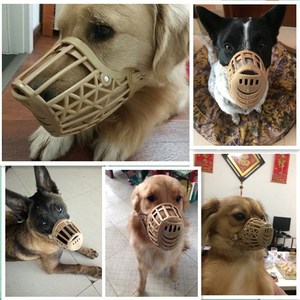 狗笼嘴套小狗