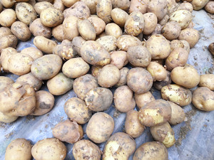 恩施小土豆湖北利川土特产老品种马尔科洋竽黄心洋芋本地洋芋