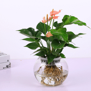 北京地区水培粉掌红掌白掌 玻璃花瓶室内观花绿植盆栽常绿水养绿