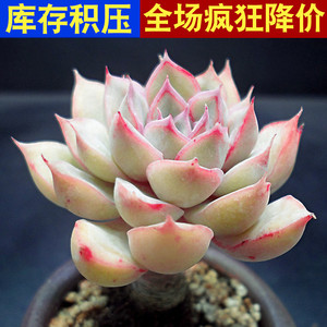 多肉植物组合绿植花卉带盆肉肉盆栽大颗好养艾丽卡办公桌卧室客厅