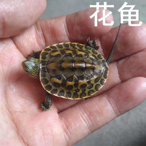 花龟珍珠龟活物外塘中华草龟乌小龟苗宠物观赏龟长寿龟超大台湾体