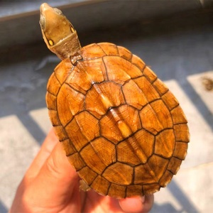 黄喉水龟观赏龟