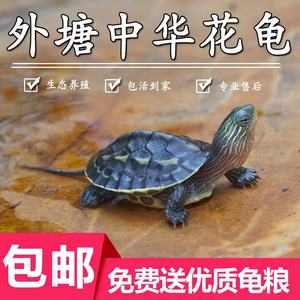 中华花龟珍珠龟网红小乌龟草龟深水龟宠物龟活物水龟活体长寿龟