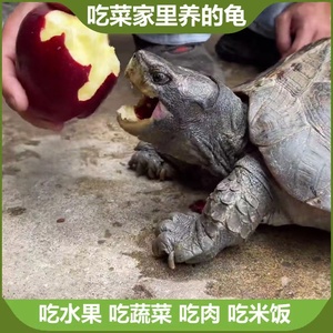 散养陆地素食吃菜龟亚巨乌龟种龟宠物巨型超大稀有招财半水龟