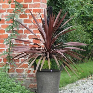 澳洲朱蕉盆栽花园花镜红叶朱蕉红星红巨人庭院植物多年生耐热包邮