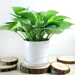 卧室客厅室内花卉水培绿萝盆栽吸甲醛植物青叶吊兰盆栽绿植常绿叶