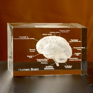 英文版3D立体水晶内雕大脑模型摆件人体大脑解剖结构示意图定做