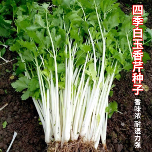 四季白玉香芹种子芹菜种籽脆嫩香白芹籽白杆白梗耐热高产蔬菜种孑