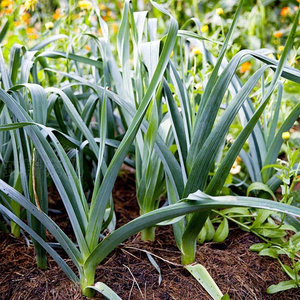 四季宽叶蒜苗种子农家蒜苗种春夏秋冬四季均可种阳台盆栽蒜苗种籽