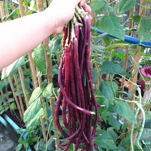 春秋红无架豆角豇豆种子紫红长芸豆菜豆种籽农家田园阳台蔬菜种孑