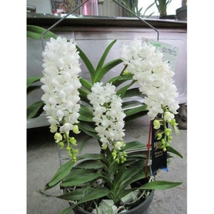 白色狐尾兰 多花指甲兰花期8月 喜光喜暖偏干 客厅阳台除偏远包邮