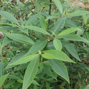 山苍子野生茎叶鲜品500g山鸡椒 山苍树 山姜子 木香子 木姜子顺丰